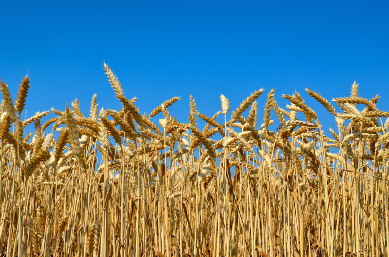 Поставки продуктов питания в 2024 ограничатся