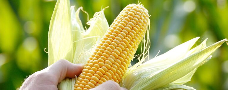 Corn prices near three-year low