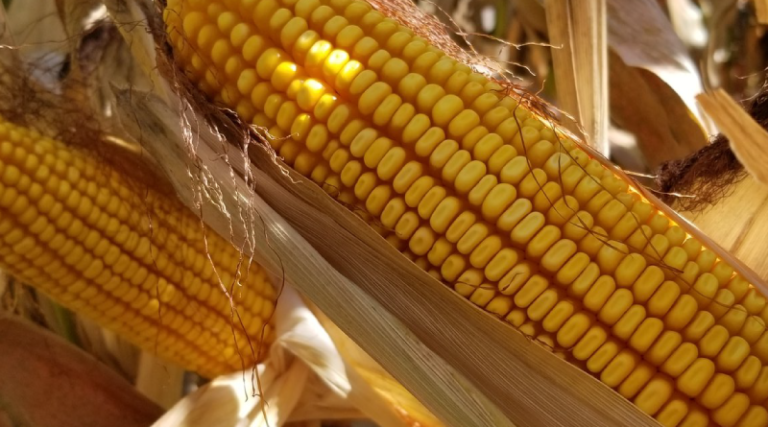 Extreme weather conditions threaten crops