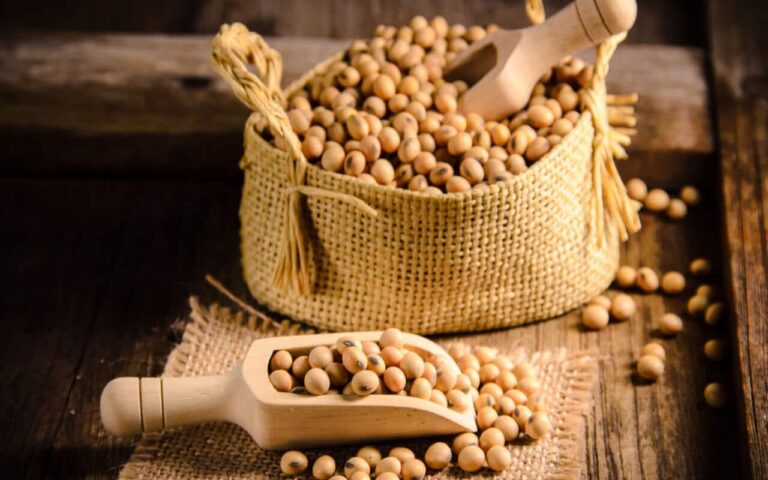 Soybean is becoming more popular among farmers
