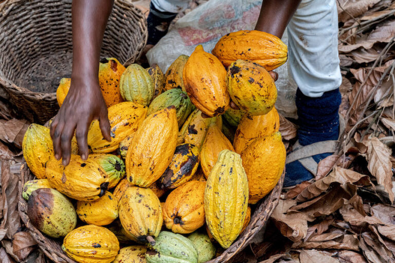 Ghana’s cocoa harvest is almost complete