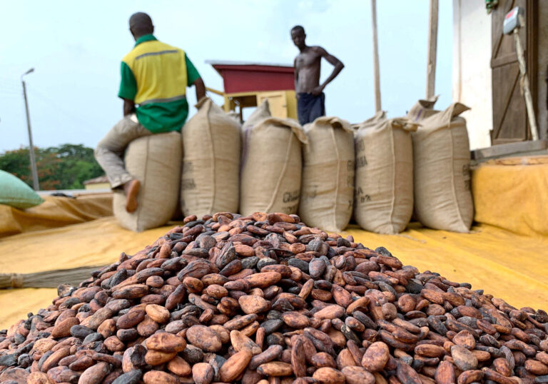 Cocoa crop failure worsens in Ghana