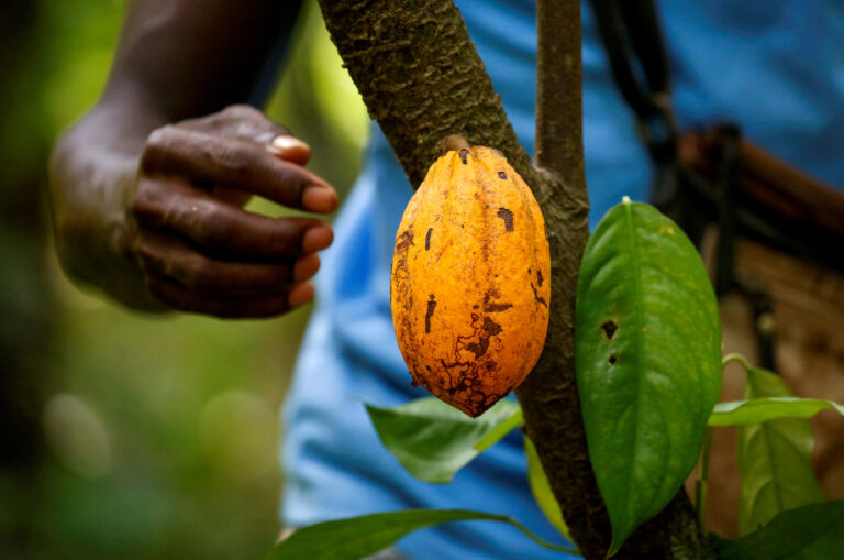 Ivory Coast supports cocoa exporters