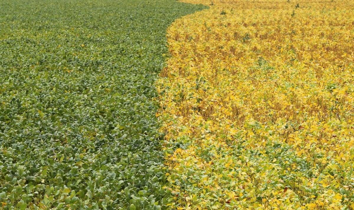 USDA зафиксировало рост площади кукурузных посевов до 1,381 млн акров